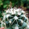 Sclerocactus _whipplei SB471 _07